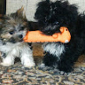 Meet your Posher, Skyler